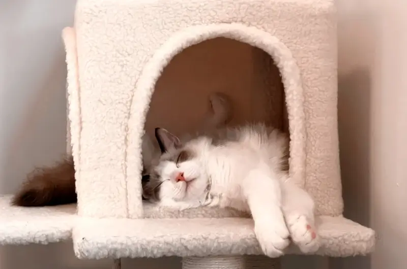 a grey and white cat lying asleep in a cat house