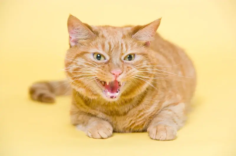 An angry ginger cat hissing at its owner