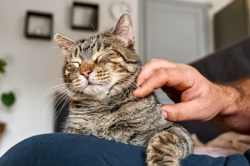 A tabby cat sitting on its owners lap and being petted.