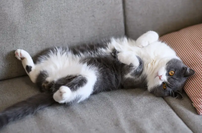 A white and grey cat lying on a couch with it's belly exposed