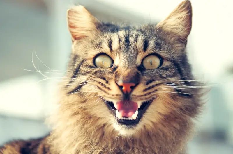 A long haired tabby cat looking into the camera with it's mouth open