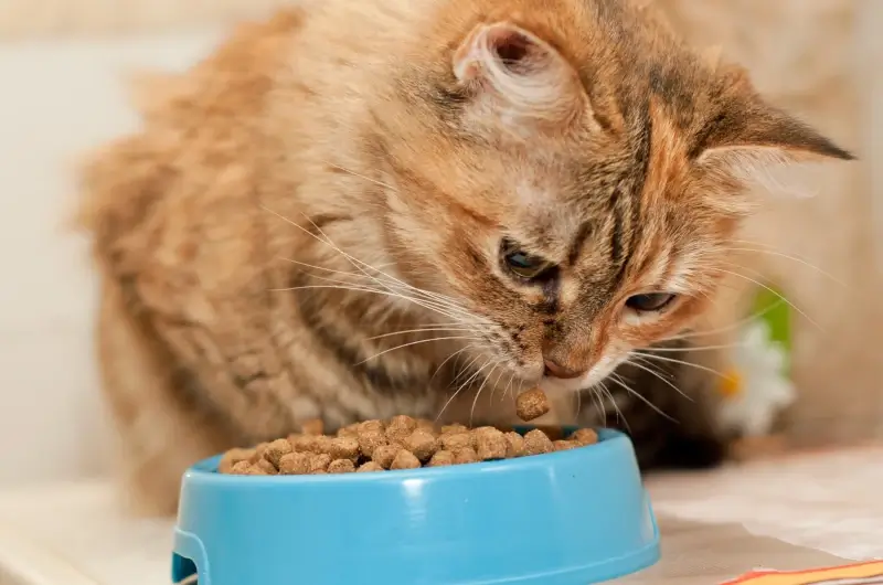 An orange cat eating food out of a blue bowl