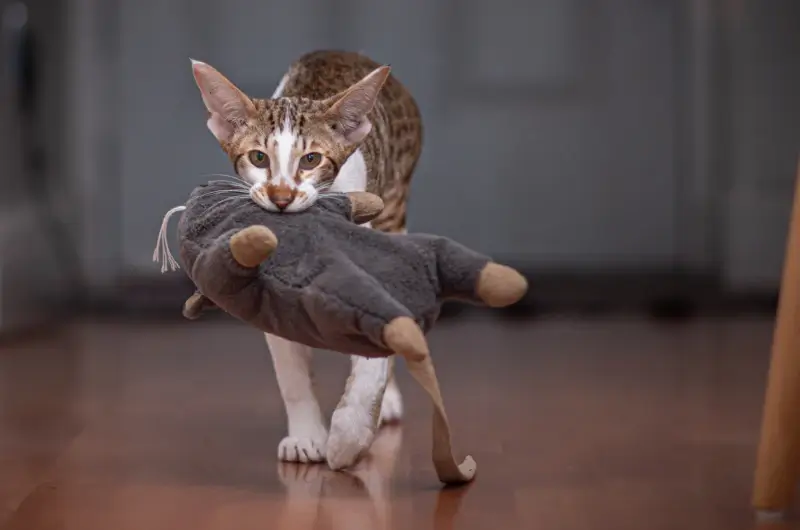 A Spinx cat carrying a big toy in it's mouth