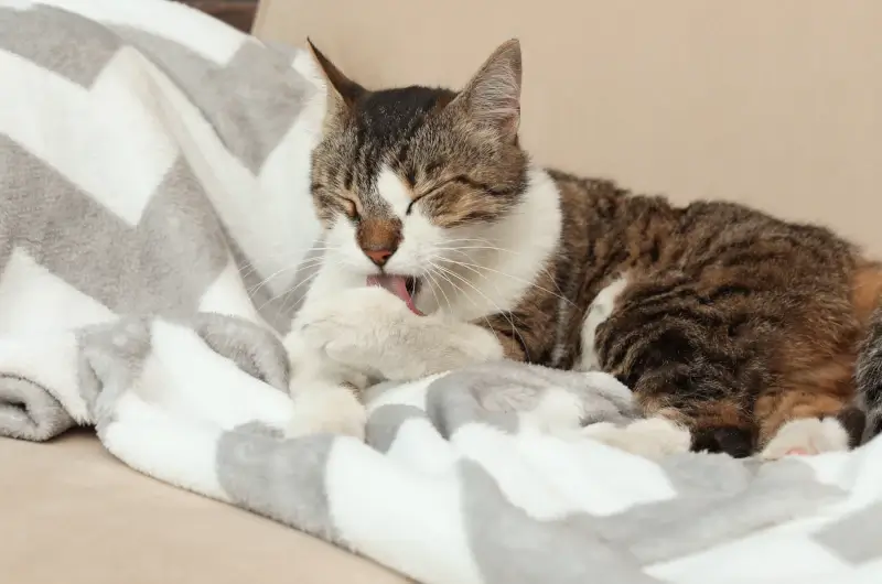 A grey and white tabby cat lying on a blanket licking its paws