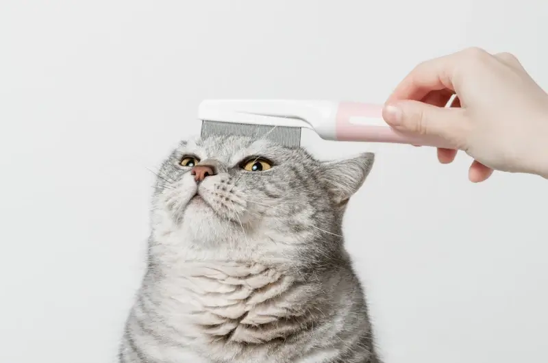 An owner brushing a grey cat