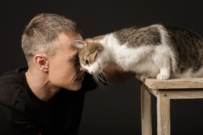 A pretty grey and white cat head butting a man