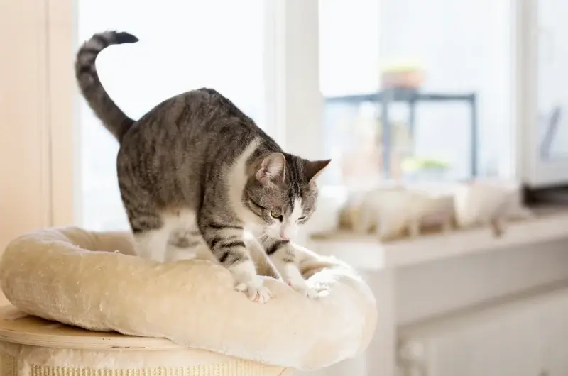 Grey and white cat kneading on a cat bed