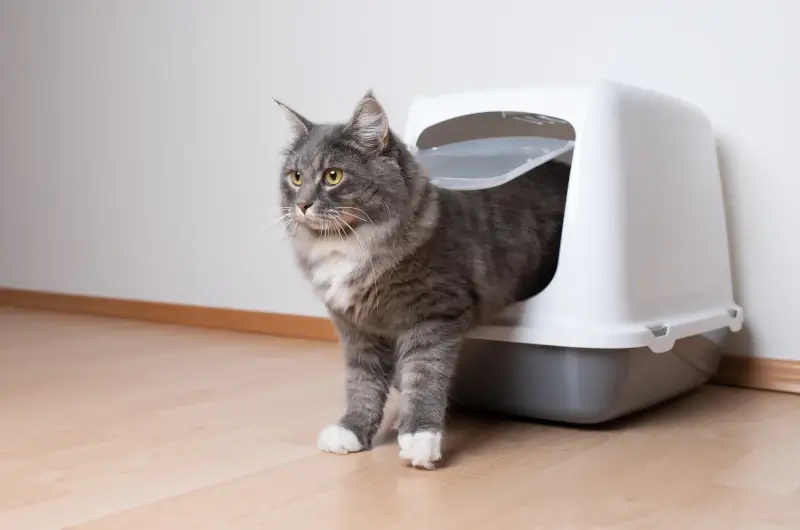 A cat exiting a closed litter box