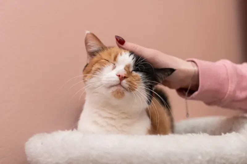 A calico cat with it's eyes closed bumping its head against the owners hand