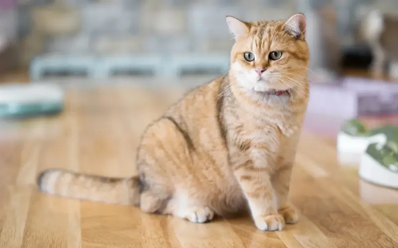 Short haired orange cat sitting on the floor