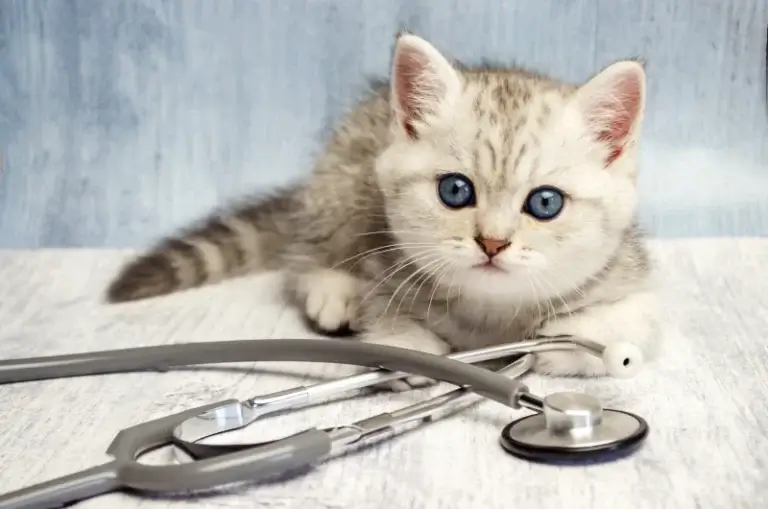 A grey tabby cat kitten lying on a table with a stethoscope