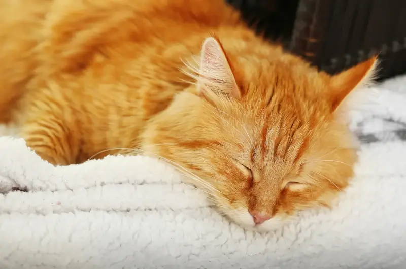 A very tired ginger cat lying with its head on a blanket