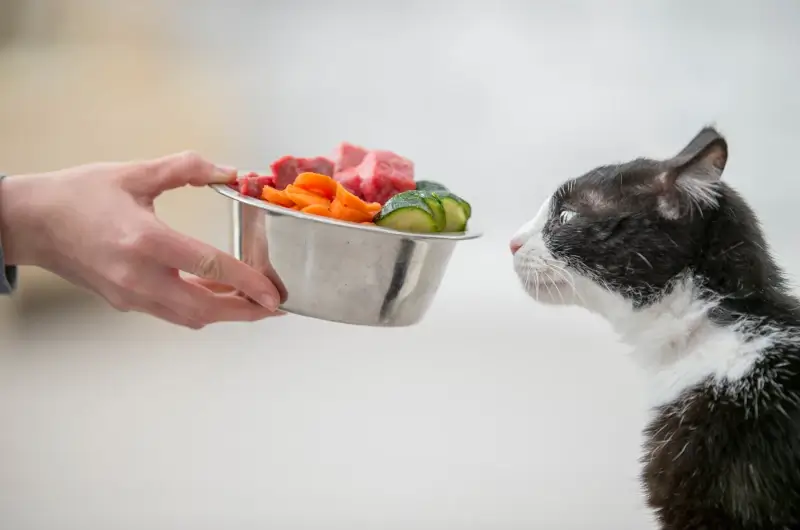 A cat looking at a bowl of food that it's owner is giving him but not wanting to eat