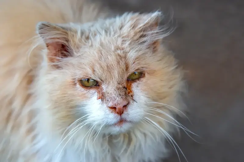 a multi-colored cat with red and puffy eyes and a matted coat