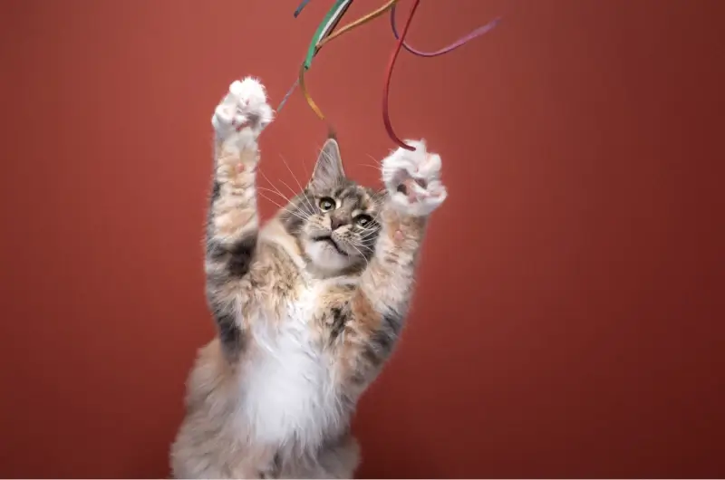 cat stretched upwards grabbing hold of a string toy