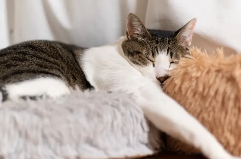 A grey and white cat lying stretched out on a couch