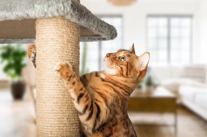 A Bengal cat scratching his nails on a scratching post