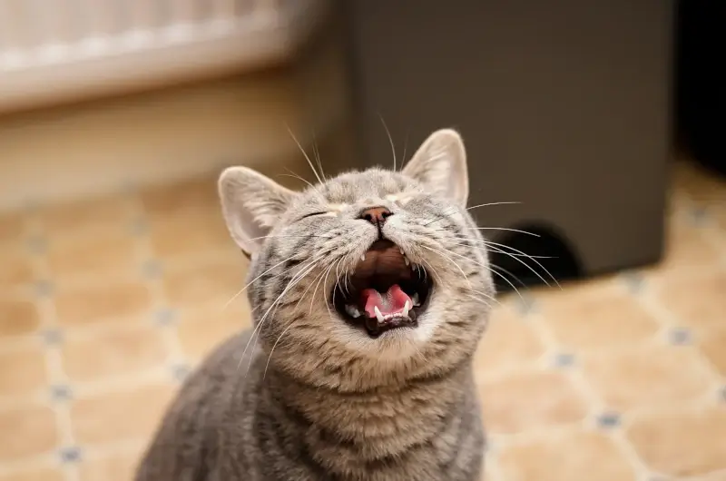 Grey cat sitting on a carpet with it's mouth wide open