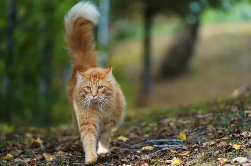 an orange and white fluffy cat walking on grass and walking towards its owner