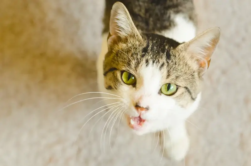 A cat looking into the camera with it's mouth open showing it is talking