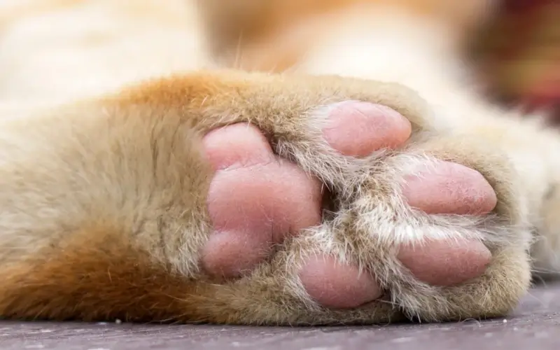 close up photo of a cat's toe beans