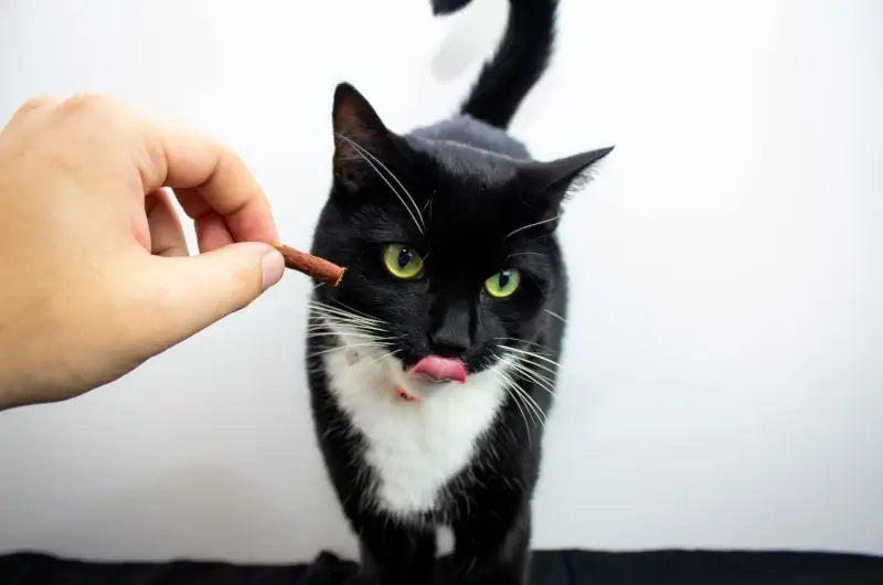 Owner giving a black and white cat a treat