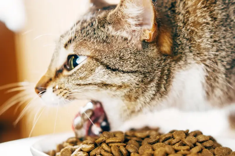 A closup photo of a tabby cat vomiting out some food that it had eaten