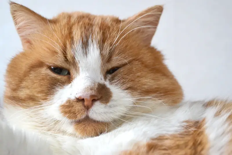 closeup of an orange and white cat's face with one eye half closed