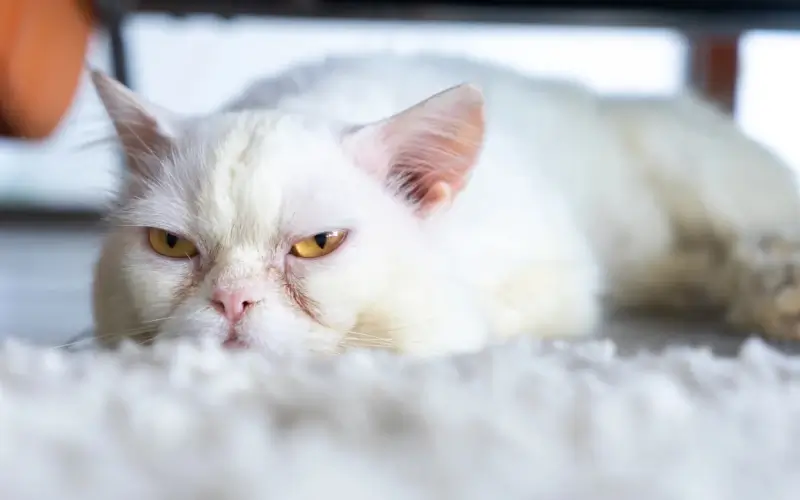 White Persian cat lying on a fluffy carpet