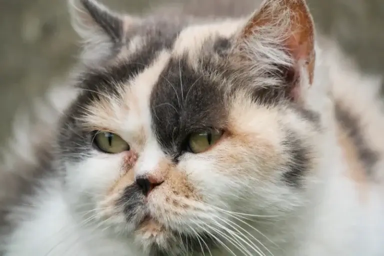 A head shot of a long haired calico cat