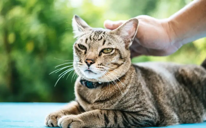 Grey Tabby cat being petted