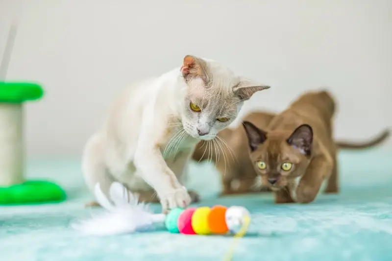 Kittens playing with one kitten pouncing on the other on