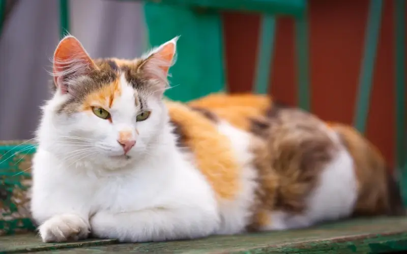 Calico cat lying down with its feet tucked underneath him