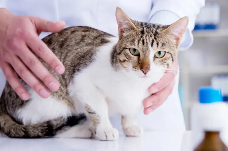 Photo of a sick cat lying on the veterinarians table