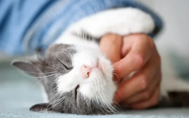 15 Heartwarming Ways to Tell Your Cat You Love Them (According to Science)