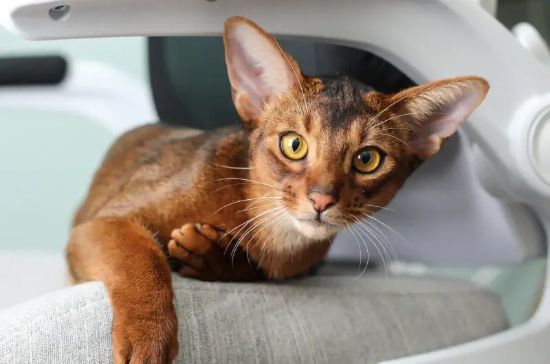 Abyssinian Cat