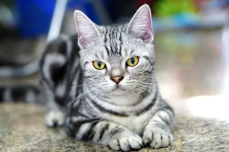 A grey tabby american short haired cat