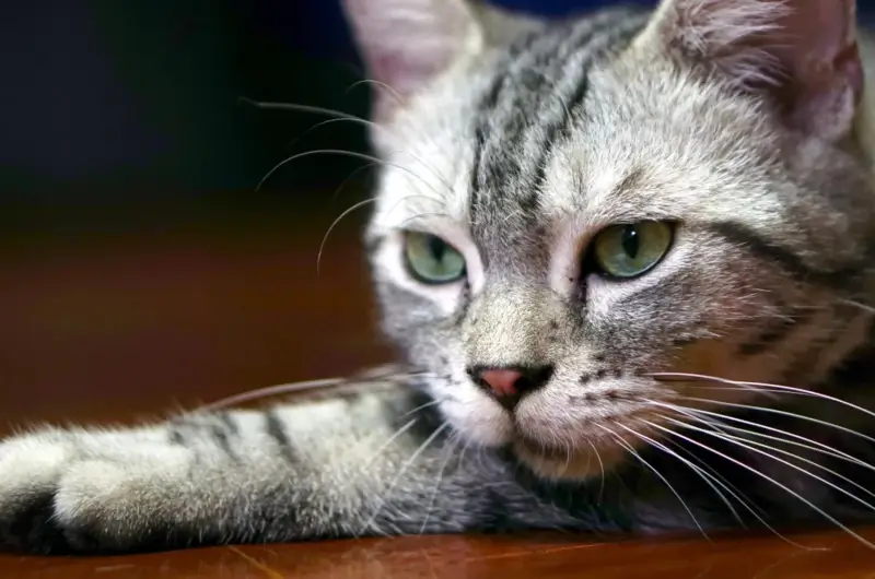 American Shorthair cat