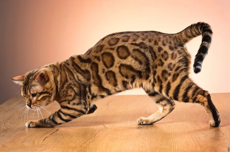 Bengal cat playing on wooden flooring