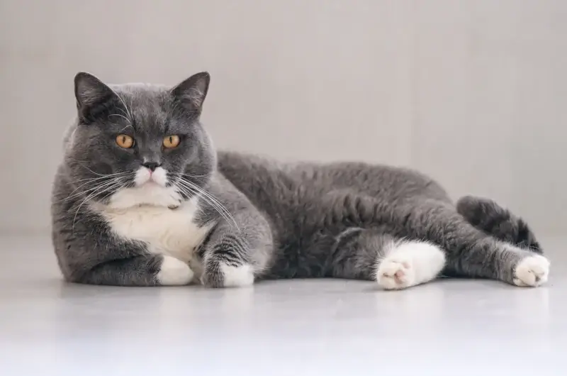 Grey and white british shorthair lying down