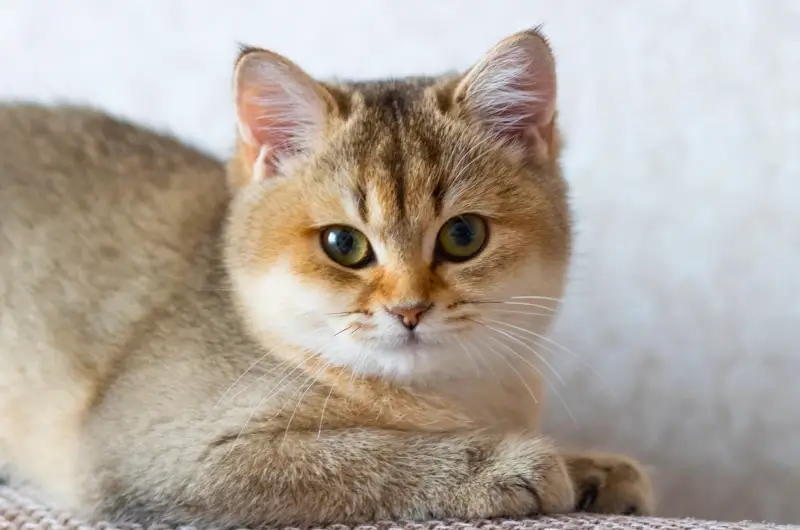 Tan and white british shorthaired cat lying down