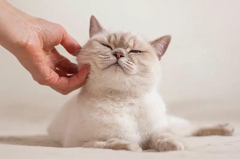 Hand petting a Siamese cat