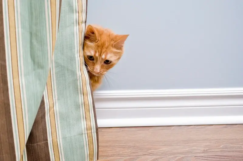 Shy ginger cat peeking out from behind some curtains