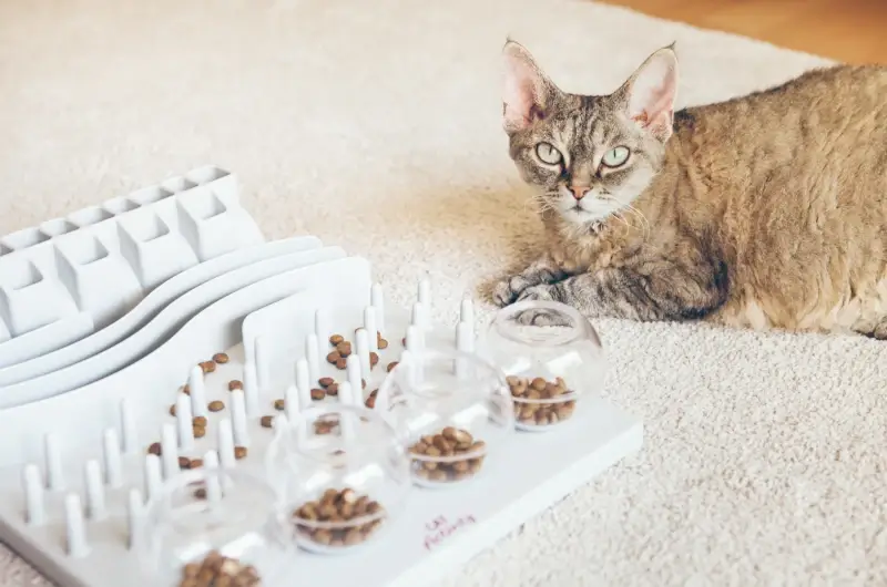 Tabby cat lying next to an interactive toy with treats