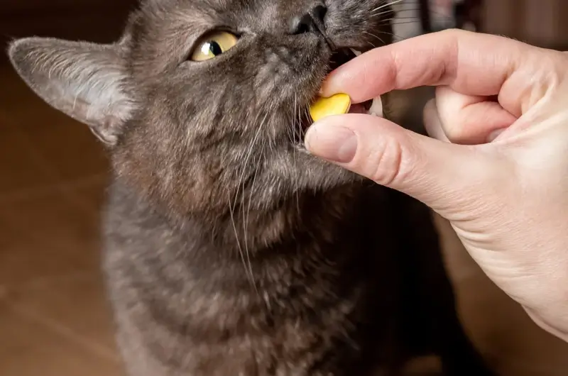 Woman giving a dark grey cat a treat