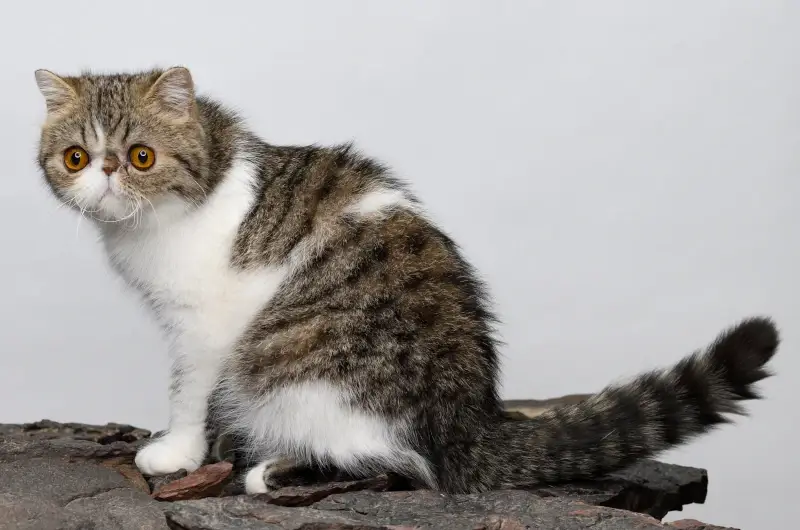 American shorthair cat with tabby and white markings