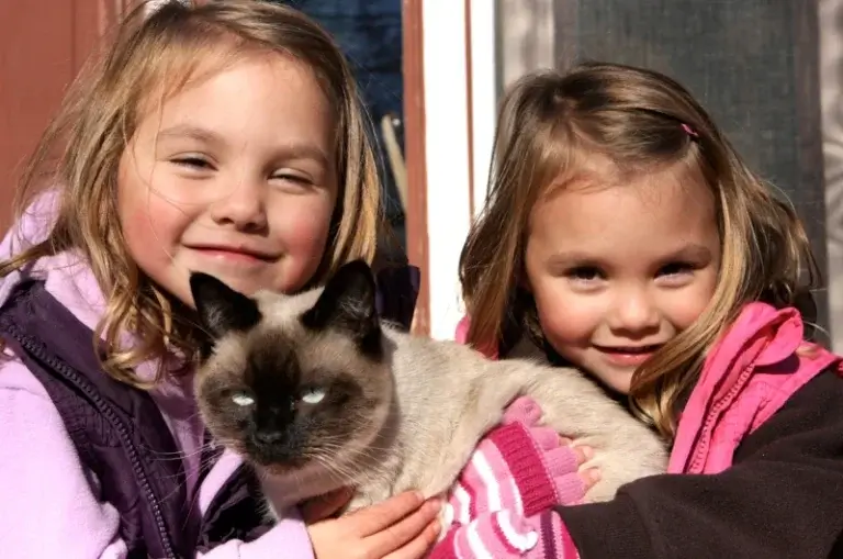 Two children holding a ragdoll cat