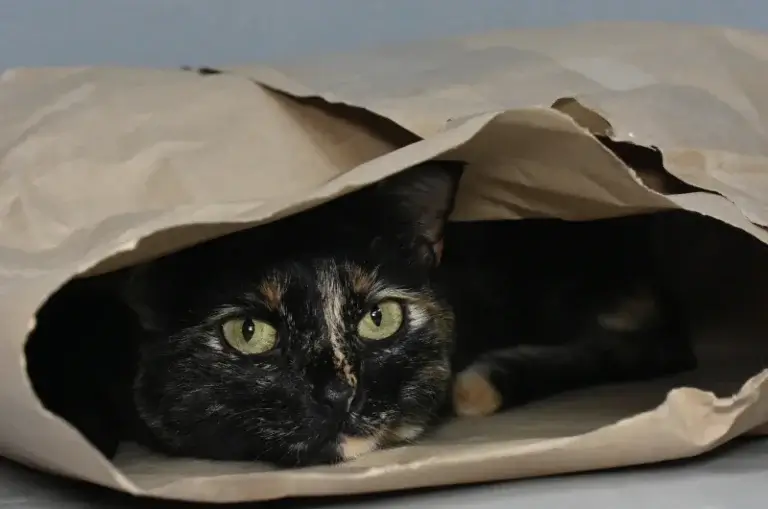 A tortoiseshell cat peeking out from a paper bag