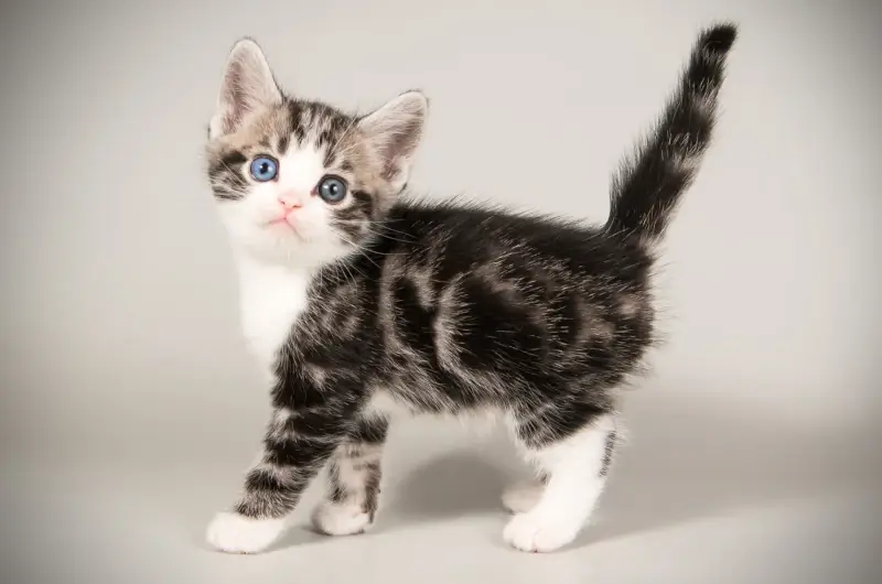 Playful tabby and white short hair kitten on a grey background