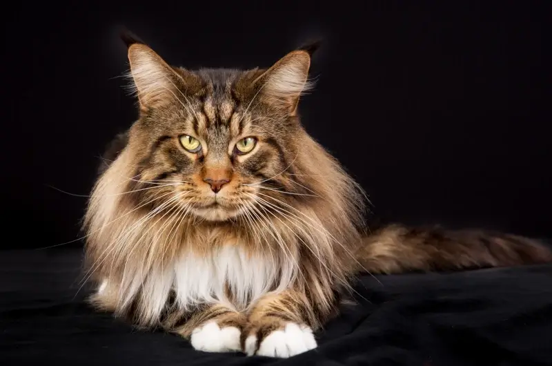 Close up photo of a tabby maine coon cat